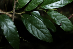 Alangium polyosmoides tomentosum