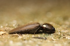 Pyrophorus noctilucus