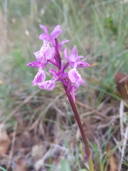 Orchis olbiensis
