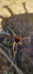 Caladenia reticulata