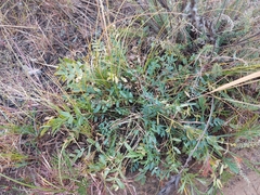 Oxytropis caespitosa