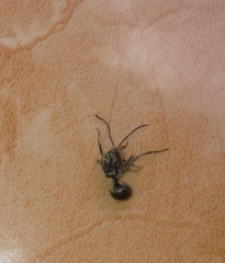 Polyrhachis