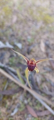 Caladenia reticulata