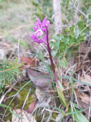 Orchis olbiensis