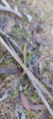 Caladenia reticulata