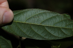 Alangium polyosmoides tomentosum