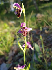 Ophrys scolopax scolopax