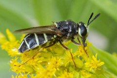 Stratiomys badia