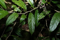 Alangium polyosmoides tomentosum