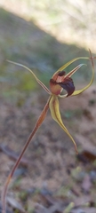 Caladenia reticulata
