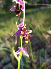 Ophrys scolopax scolopax