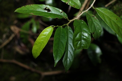 Alangium polyosmoides tomentosum