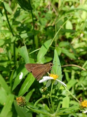 Caltoris cahira austeni