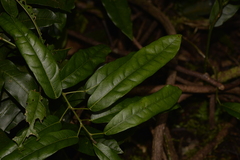 Carronia multisepalea