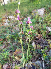 Ophrys scolopax scolopax