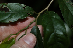 Alangium polyosmoides tomentosum