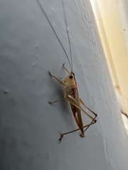 Conocephalus spartinae