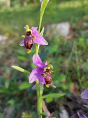 Ophrys scolopax scolopax
