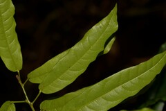 Carronia multisepalea