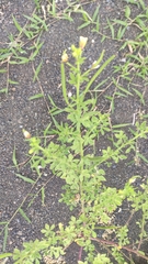 Cleome viscosa