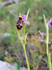 Ophrys scolopax scolopax