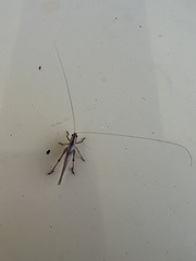 Conocephalus spartinae