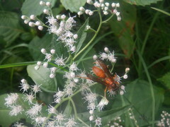 Polistes rubiginosus