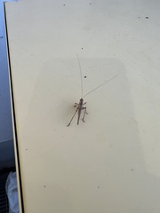 Conocephalus spartinae