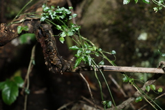 Jasminum singuliflorum