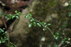 Jasminum singuliflorum