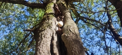 Volvariella bombycina