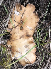 Paralepista flaccida