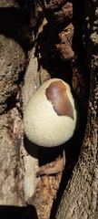 Volvariella bombycina