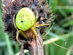 Araniella cucurbitina