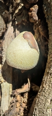 Volvariella bombycina
