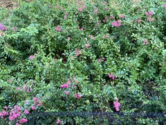 Lagerstroemia indica