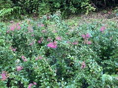 Lagerstroemia indica