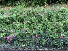 Lagerstroemia indica