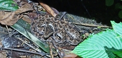 Protobothrops mucrosquamatus