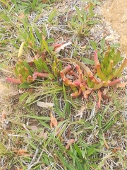 Carpobrotus edulis edulis