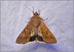 Helicoverpa punctigera