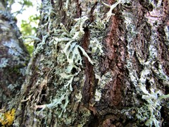 Ramalina fraxinea
