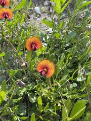 Isotropis cuneifolia