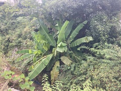 Musa