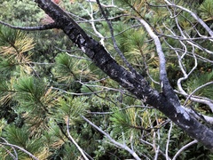 Cronartium ribicola
