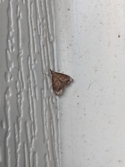 Pyraustini