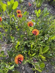 Isotropis cuneifolia