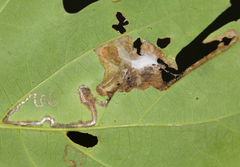 Acrocercops albinatella
