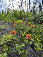 Isotropis cuneifolia
