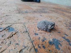 Breviceps rosei rosei